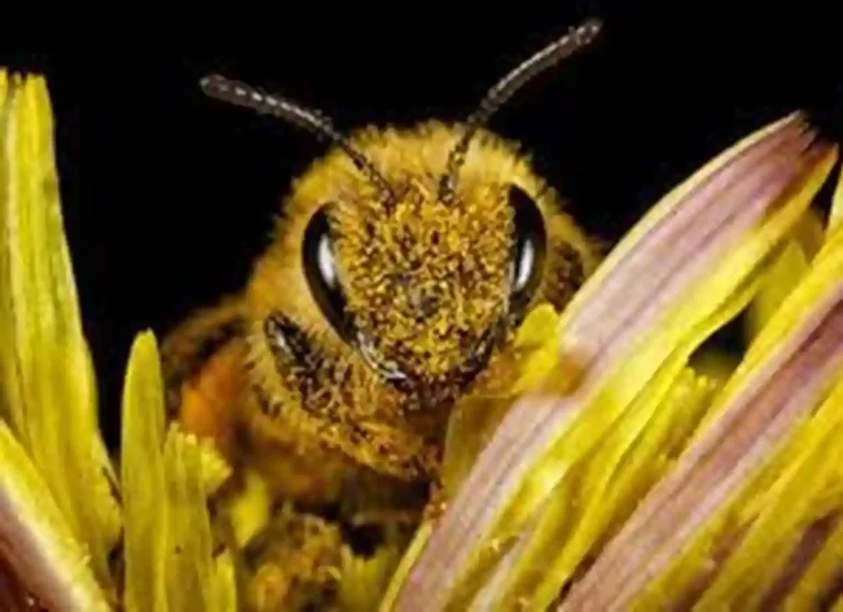 Unveiling Nature's Mathematicians: Honeybees' Astonishing Mathematical Acumen,math,news